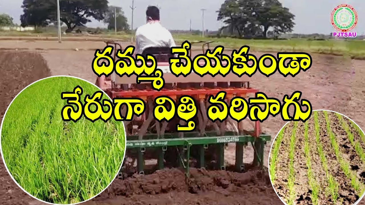 దమ్ము చేయకుండా నేరుగా విత్తివరిసాగు  Dry Direct Seeded Rice II PJTSAU II