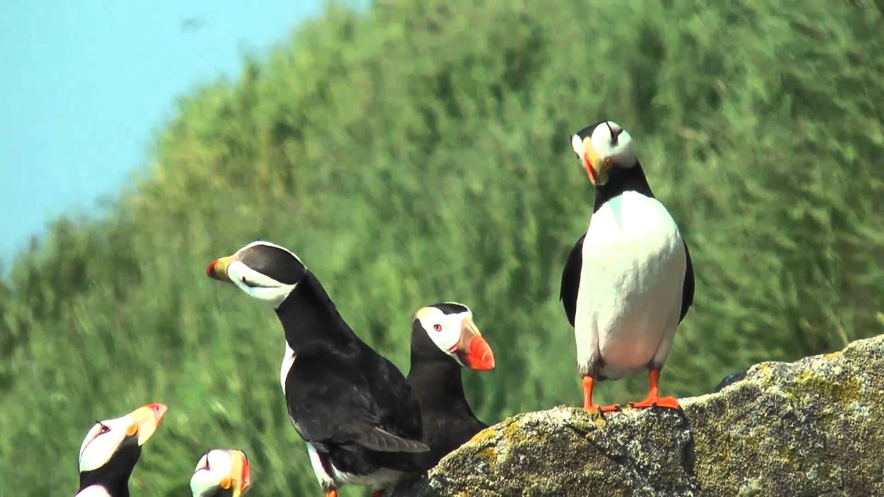 Horned puffin 2 FullHD JH1RNZ
