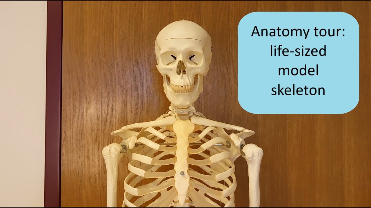 Skeleton Anatomy Close Up Tour - Alexander Technique mechanics