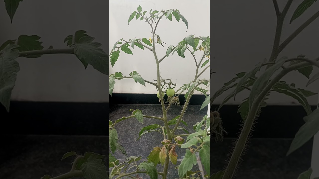Tomato Plantation At Home#homegarden#tomato#plantatio#trendingshorts#viral#potplants#gardening