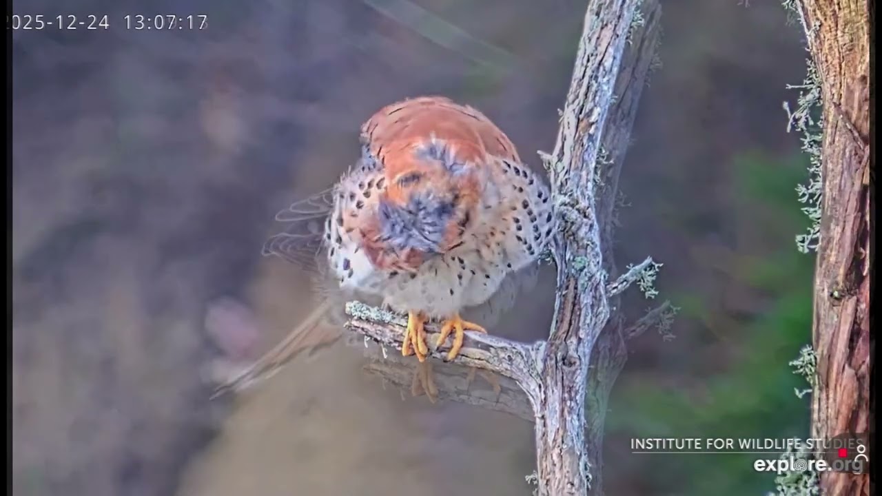  Cutie Kestrel- Sauces Eagle Nest❤️12/24/25