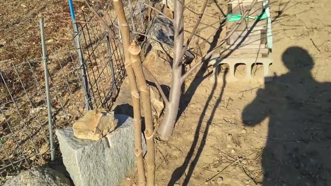 토종벌들이 좋아하는 밀원수 ?