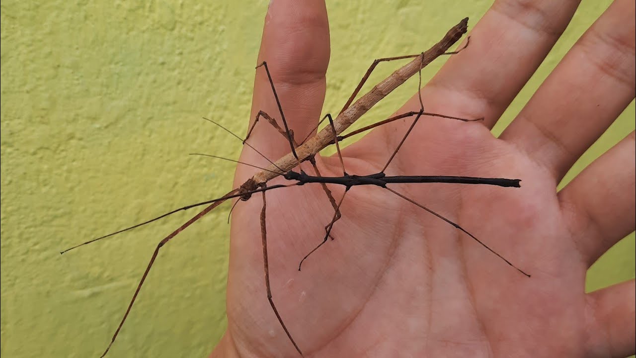 Lobofemora scheirei 