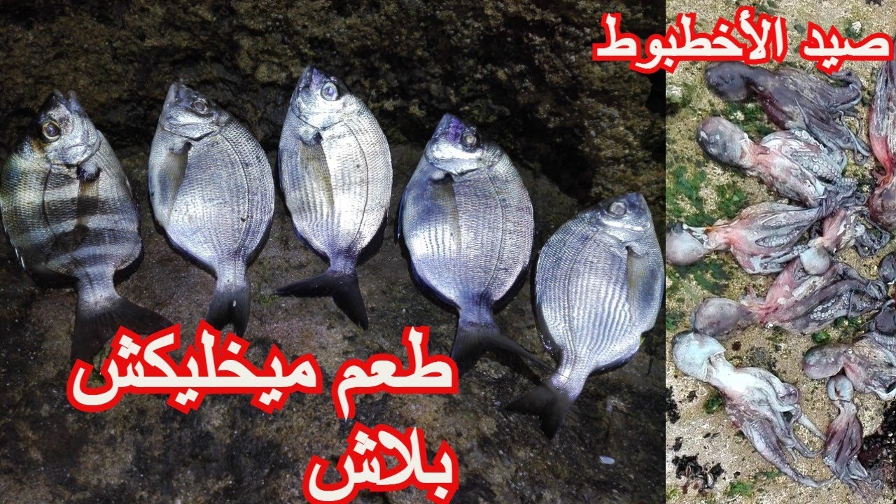صيد الأخطبوط بالصباح الباكر في التشفير وفي نفس اليوم باليل صيدت الشرغو والبردع catch octopus sar