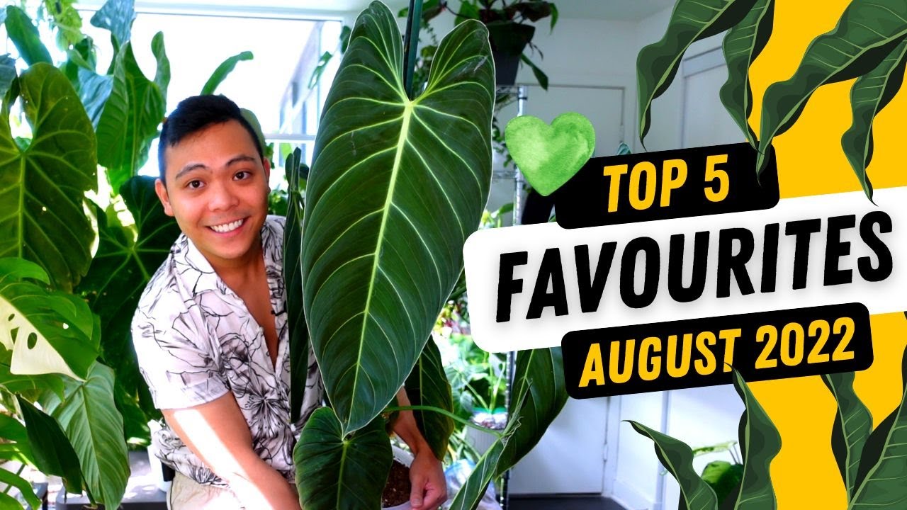 TOP 5 FAVOURTE PLANTS 💚 | Philodendron Melanochrysum, Jose Buono, Strawberry Shake 😍 | AUGUST 2022