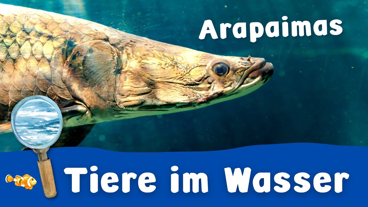 Arapaimas - Tiere im Wasser