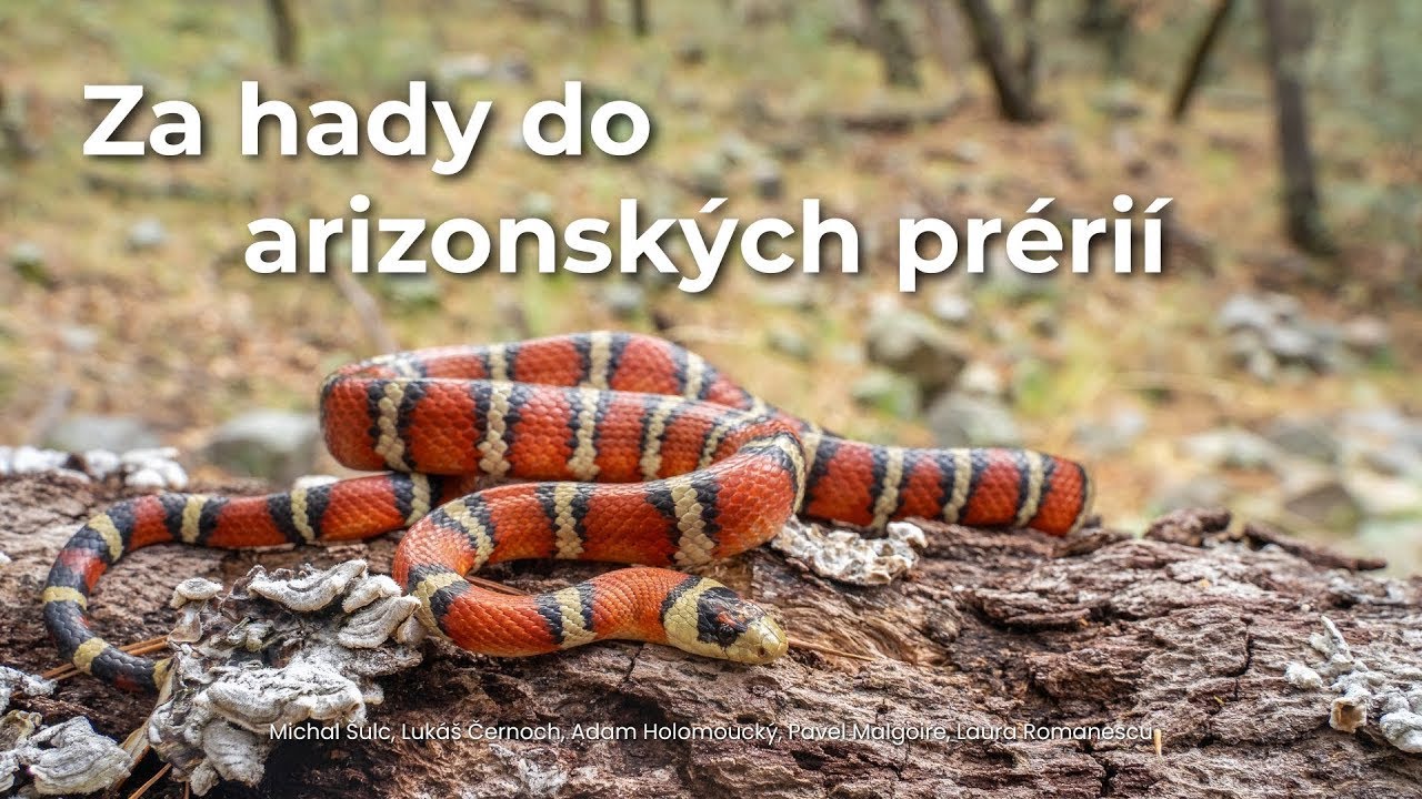 Za hady do arizonských prérií: Hadí dobrodružství v jižní Arizoně (Český dokument | EN Subs)