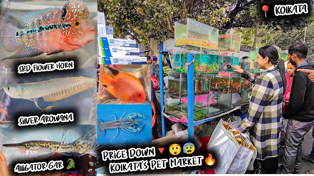 Fish Market | Galiff Street Fish Market Kolkata | Cheap Price | Recent Aquarium Fish Price Update