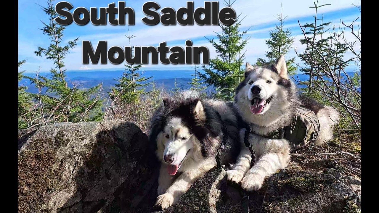 South Saddle Mountain - Tillamook State Forest - 12 Feb 2026