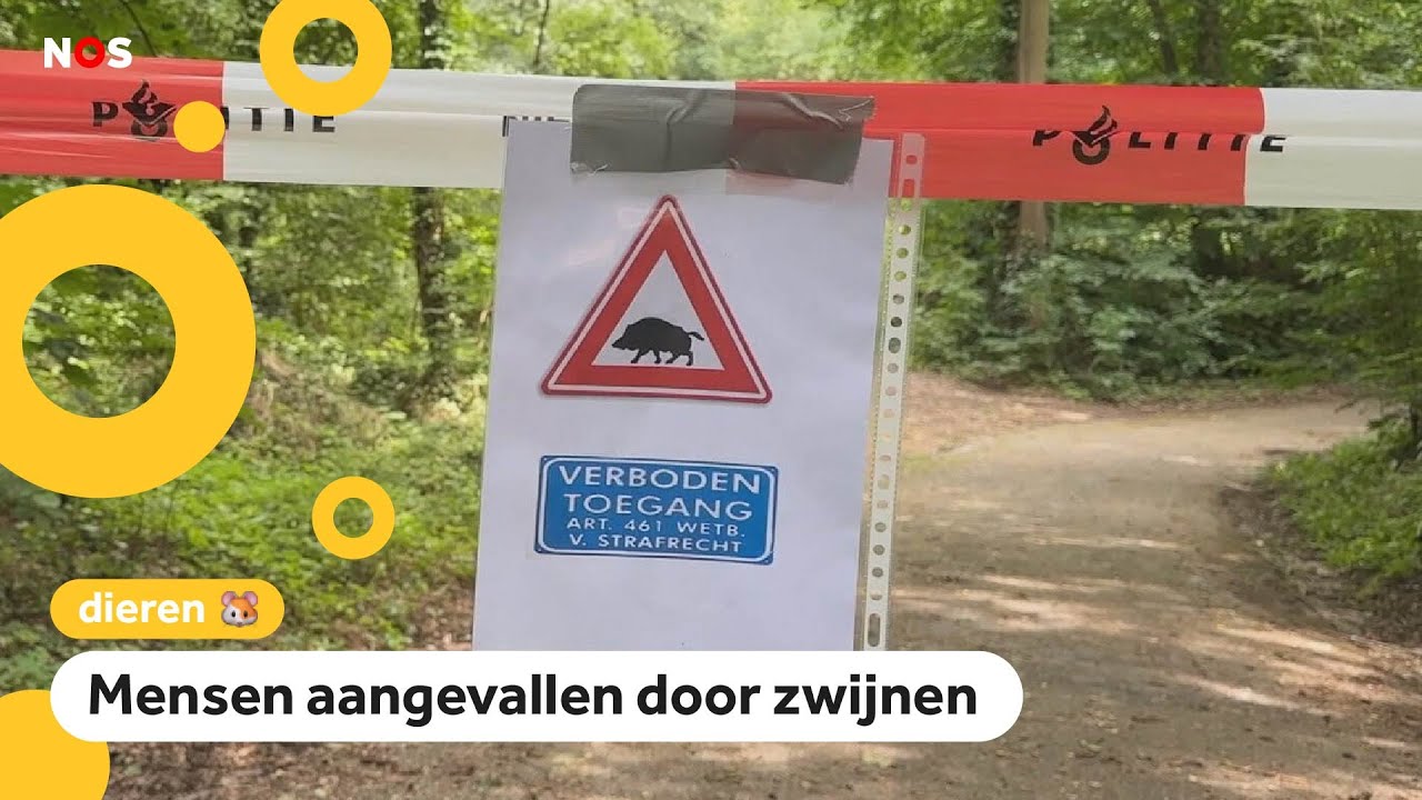 Vakantiekamp in de problemen door wilde zwijnen