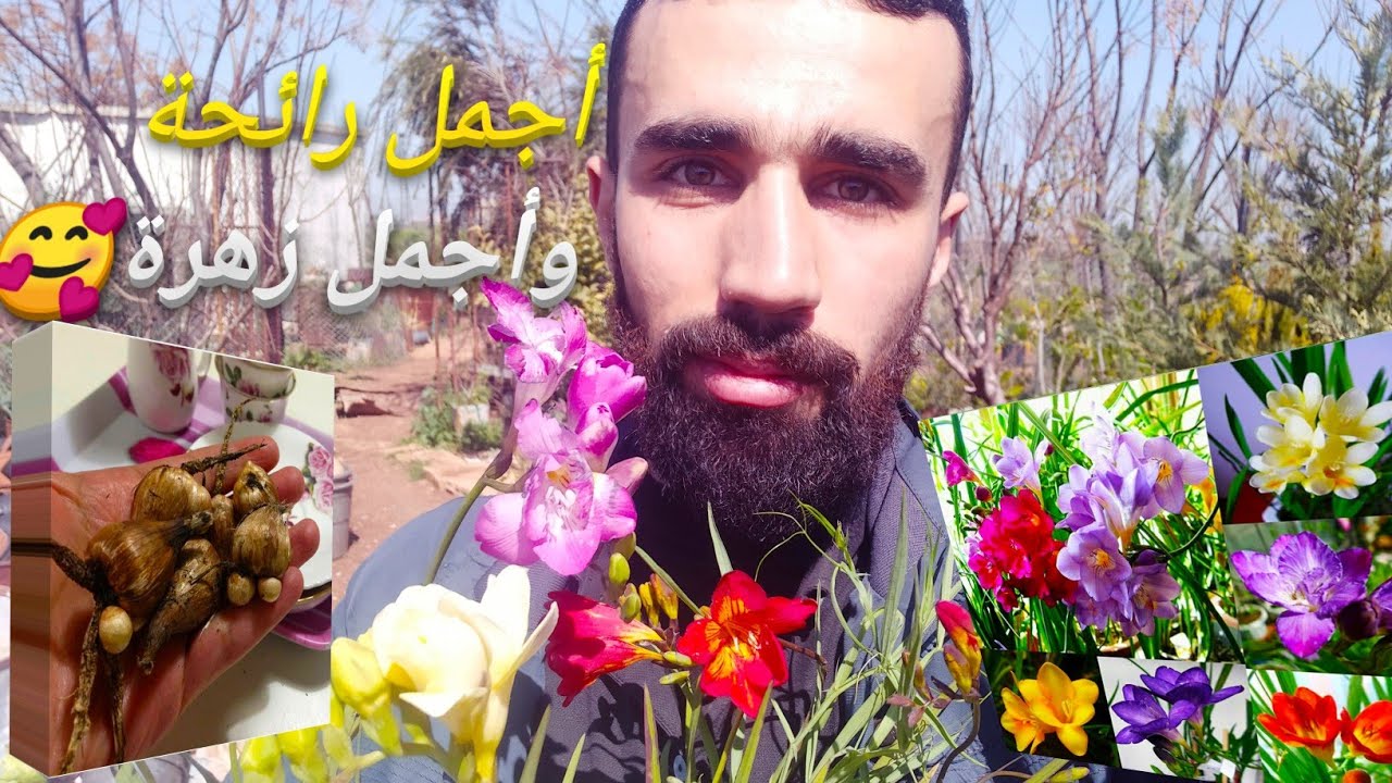 زراعة نبات الفريزيا في المنزل