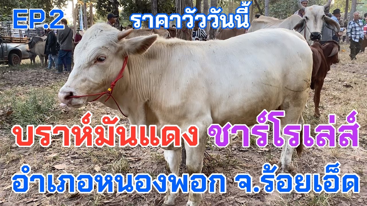 EP.2 #ราคาวัววันนี้ 8 ธันวาคม 2568 #ตลาดวัวอำเภอหนองพอกจังหวัดร้อยเอ็ด #cow #animals #farming