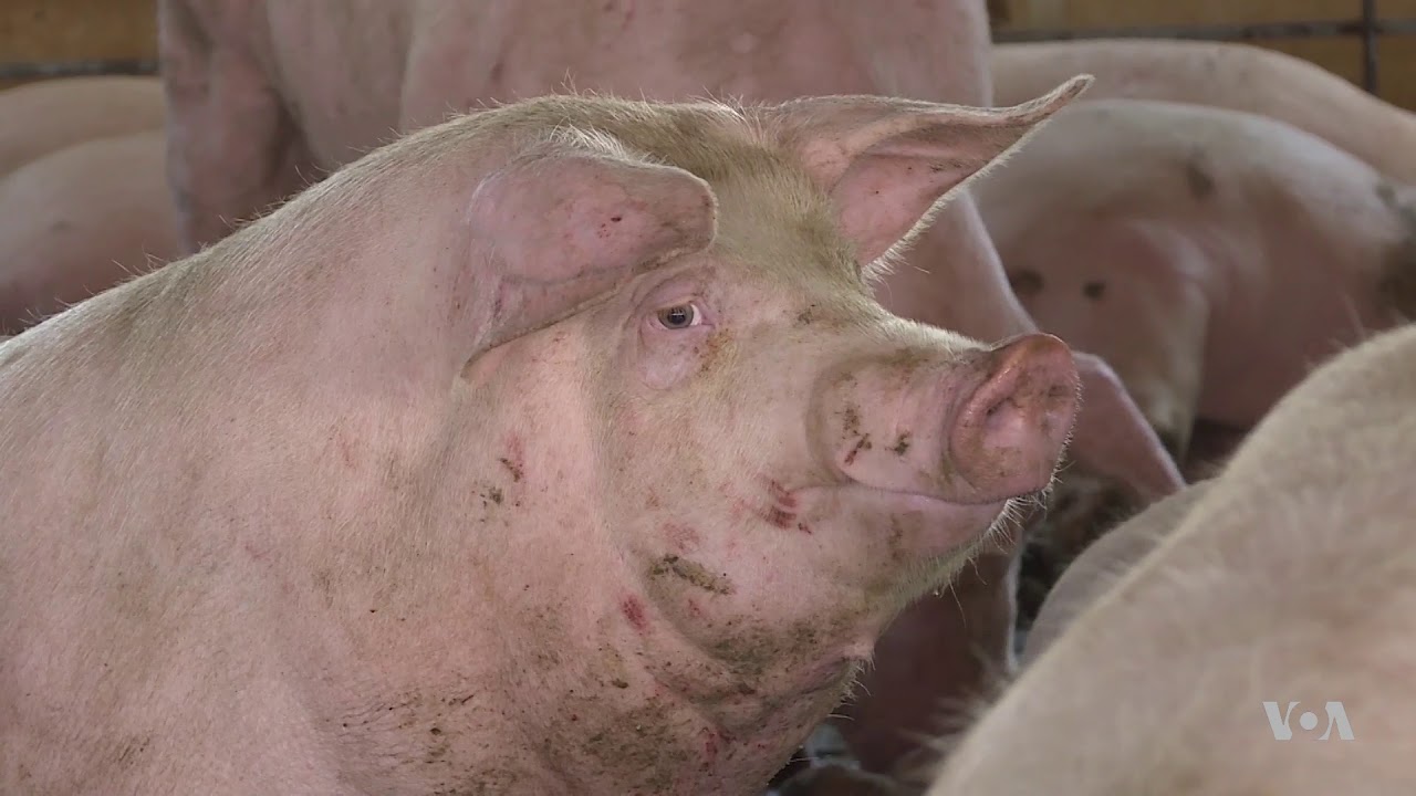 US Farmers Brace for Long Term Impact of Escalating Trade War