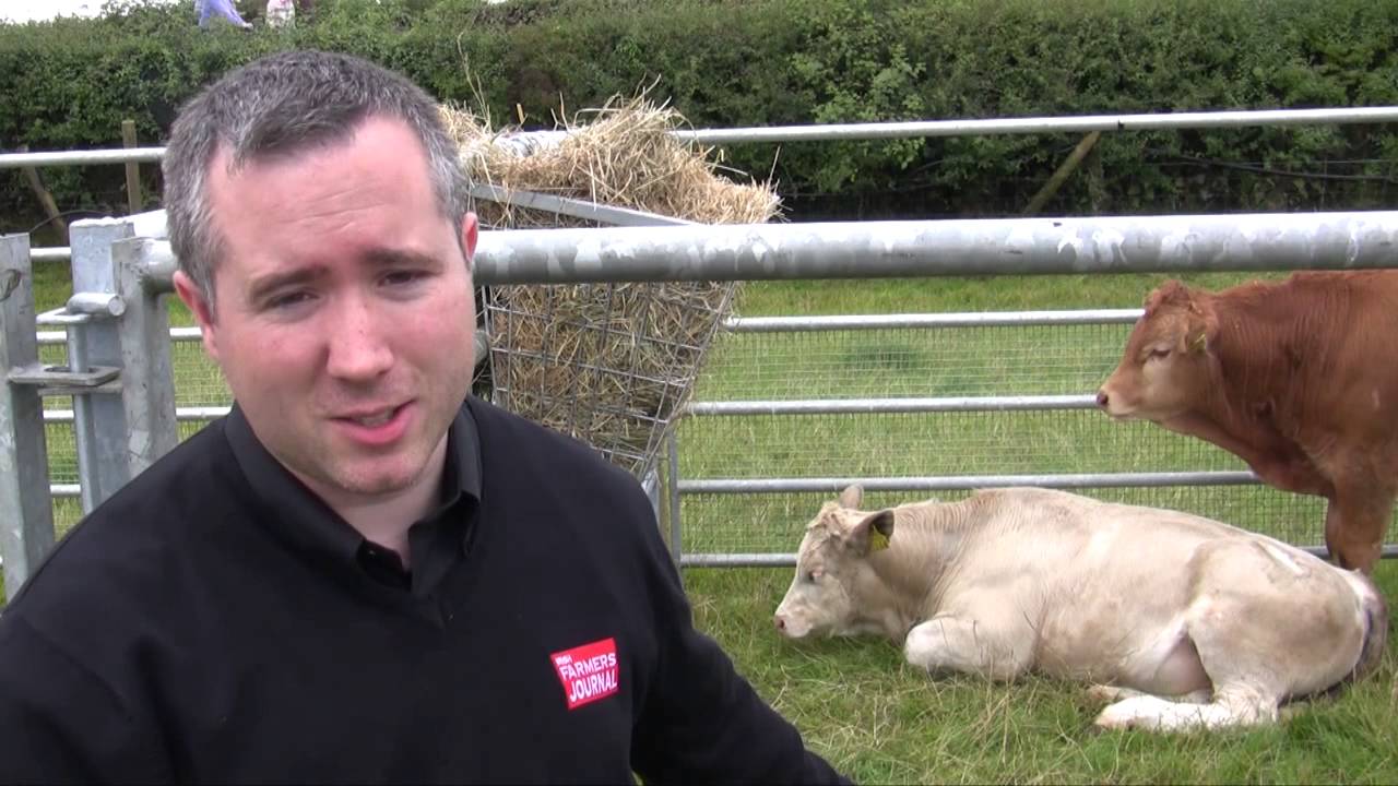 Preparing beef weanlings for sale