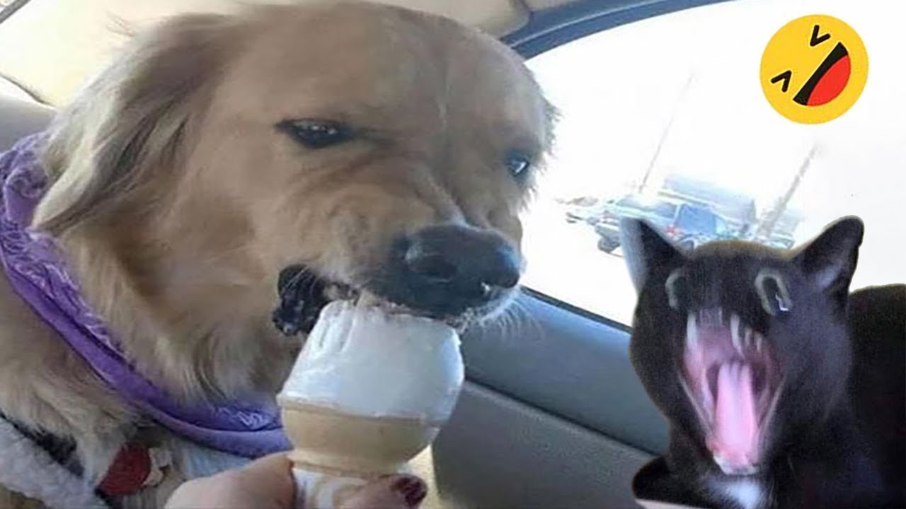 Hilarious Cats & Dogs 2025 😂 #12 | Funny Animal Videos
