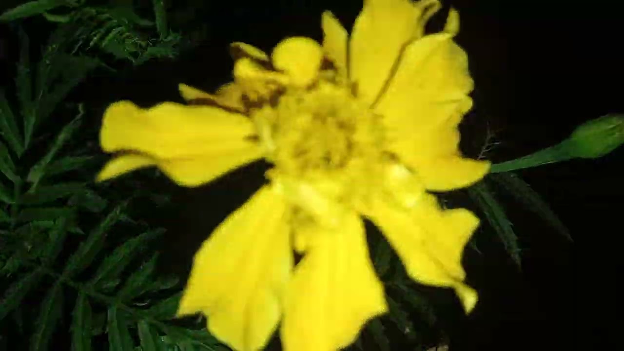 Good evening ❤️💚🌿