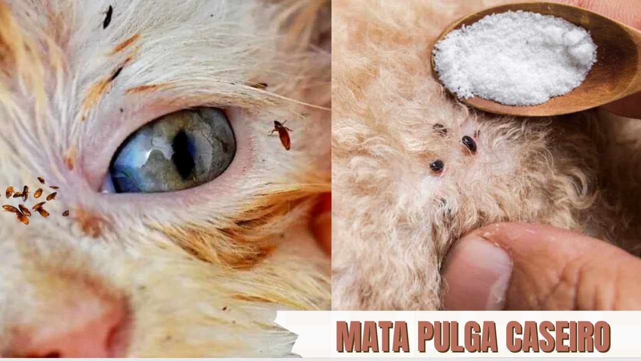 Como tirar pulga de cachorro e gato e eliminar elas do ambiente de uma vez por todas |Coisas Fáceis