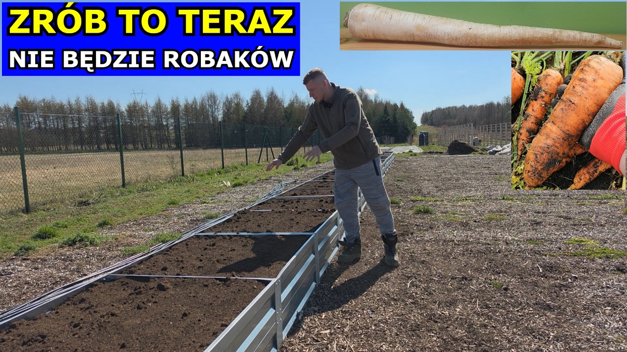 Chroń Marchew i Pietruszkę przed Robakami. Naturalne Sposoby Opryski na Mszyce, Pędraki, Połyśnicę.