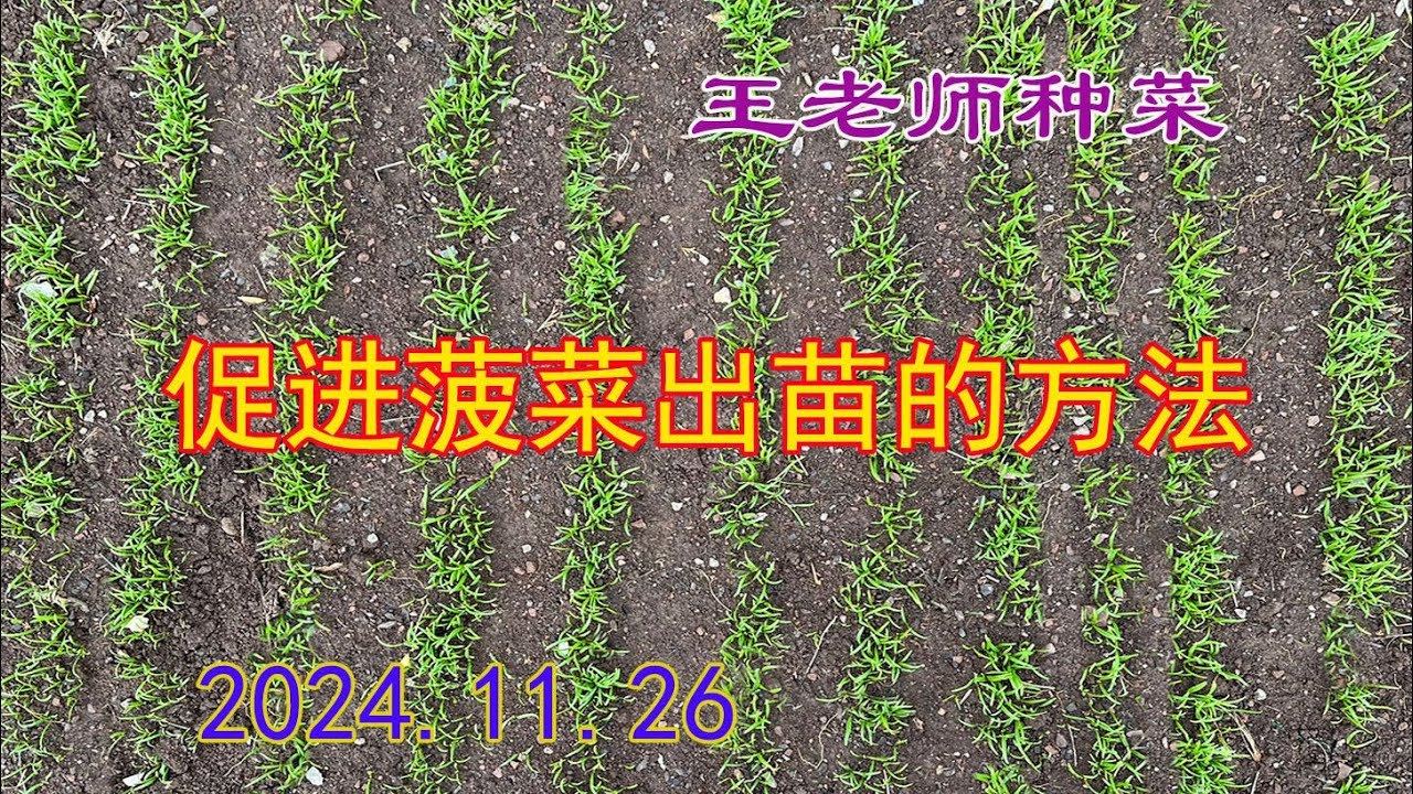 促进菠菜出苗的方法