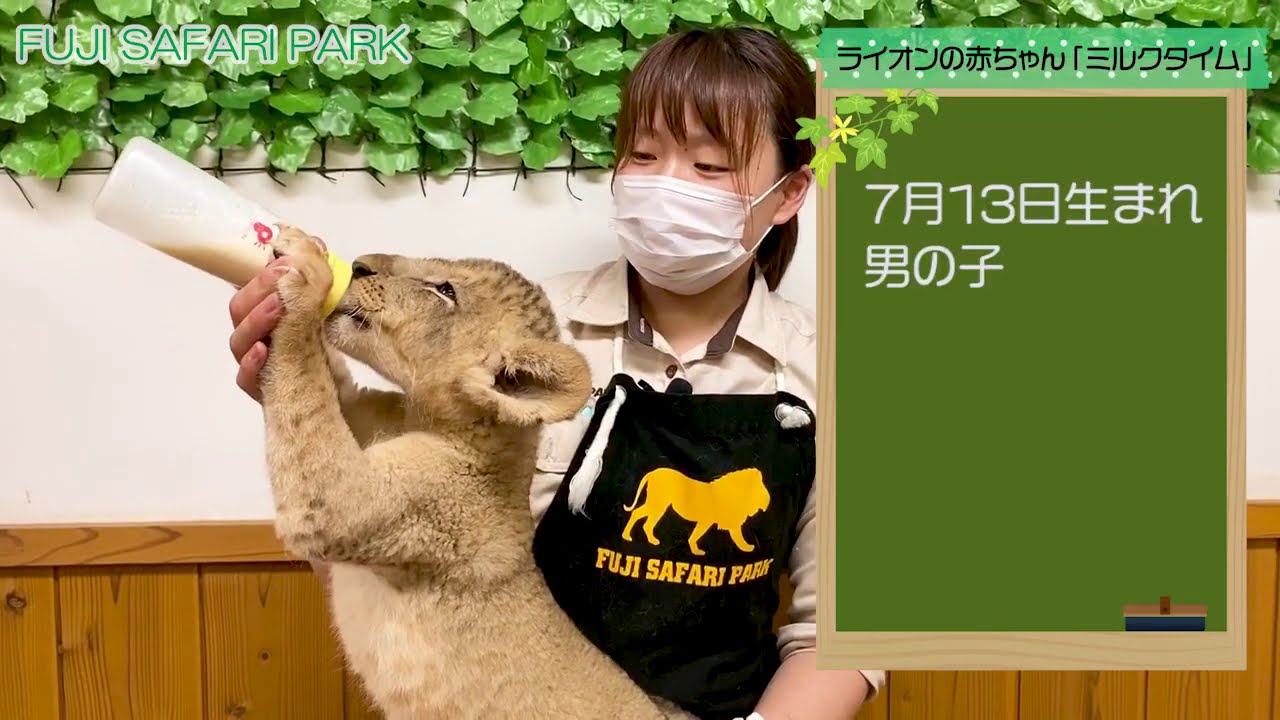 【富士サファリパーク】ライオンの赤ちゃん、ミルクを飲んでスクスク成長！