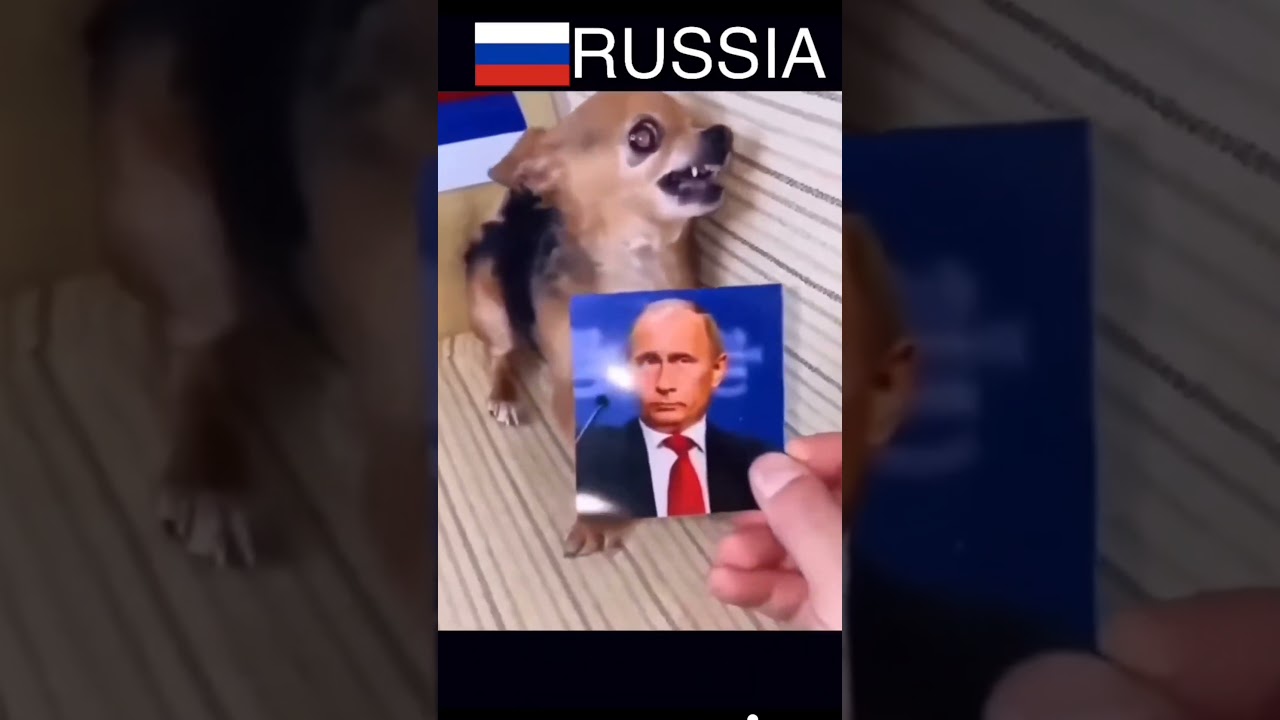 Putin Dog 🤣 | Meme Edit #putin #meme #viral #fypシ #fyp #shorts