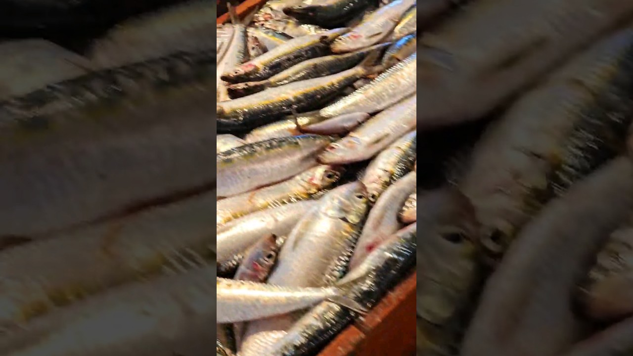 Machli Market🐠 🎣#zeenatfaiz  #machlijalkiranihai #machali #hindirhymes #machlimarket #shorts #love