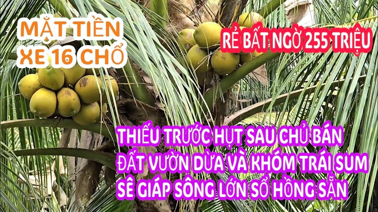 MS:25361 Vườn dừa và khóm tơ trái ngon lành - Siêu rẻ 255 triệu /1000m2 à mặt xe hơi 🚘luôn.