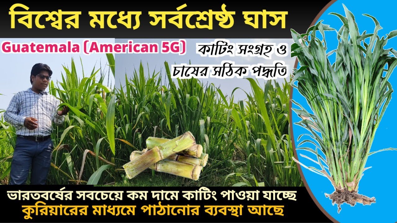 পৃথিবীর সর্বশ্রেষ্ঠ ঘাস | উচ্চ ফলনশীল অধিক পুষ্টিগুণের ঘাস | American 5G Guatemala Grass