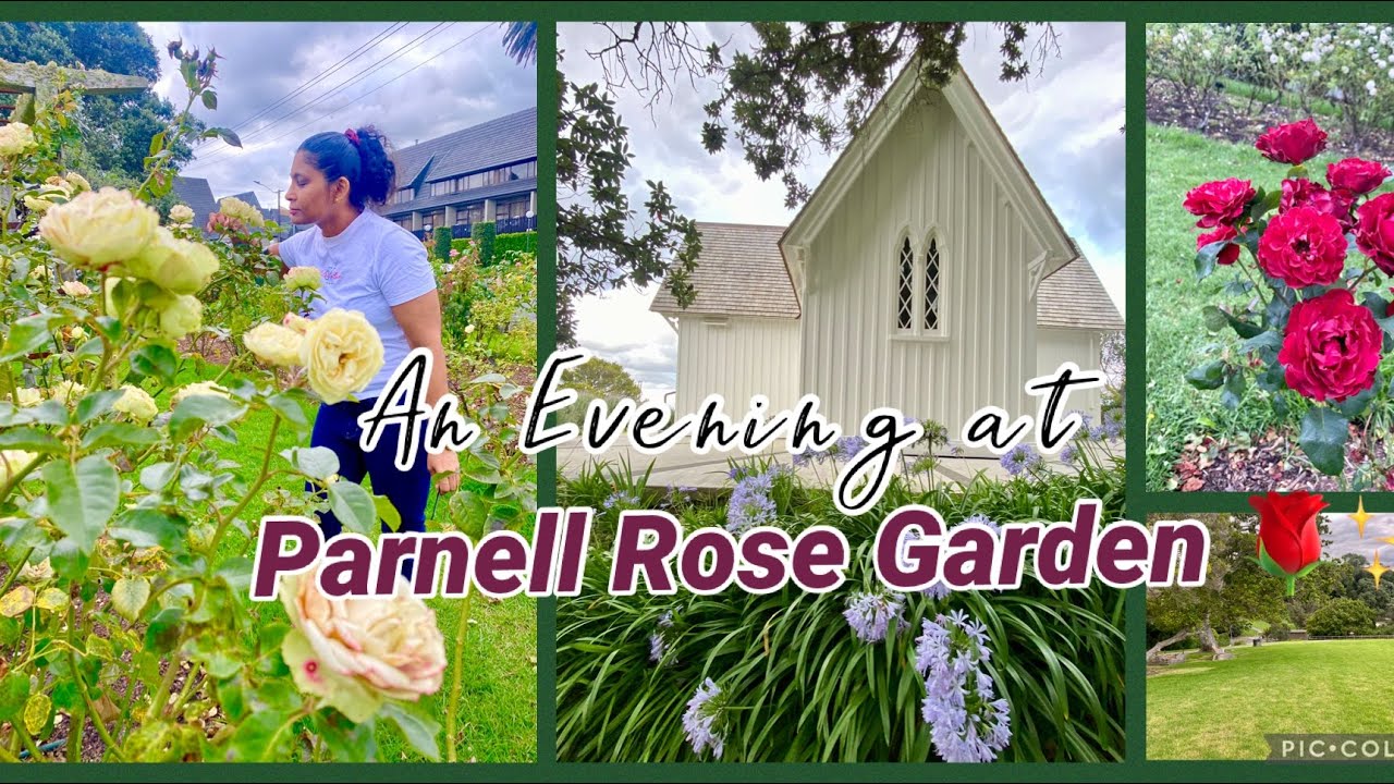 රෝස මල් සමග ලස්සන පරිසරයක්| A peaceful evening at Parnell Rose Garden and Tararua Bay , Auckland 