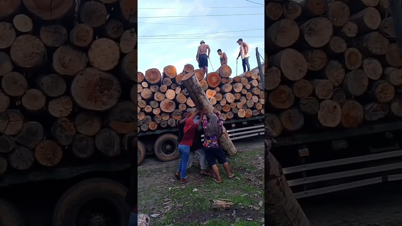 Big logs transportation 