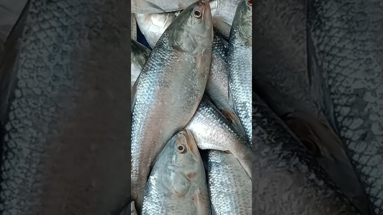 Hilsa Fish in fish market | RS-500 | #Shorts