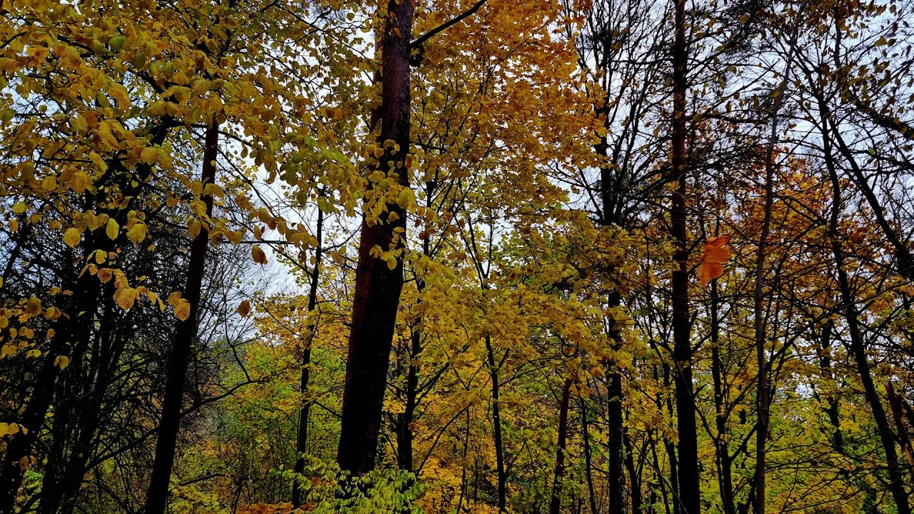 🍂 Oak Grove Whispers 🎹 Calming Piano 🍃 Work Study Relax