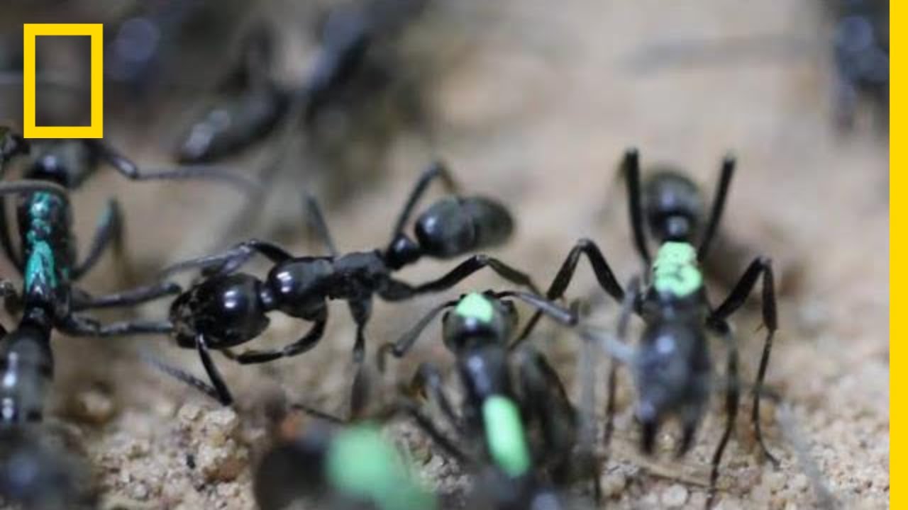 Self-Sacrificing Ants Refuse Treatment of Their Wounds | National Geographic