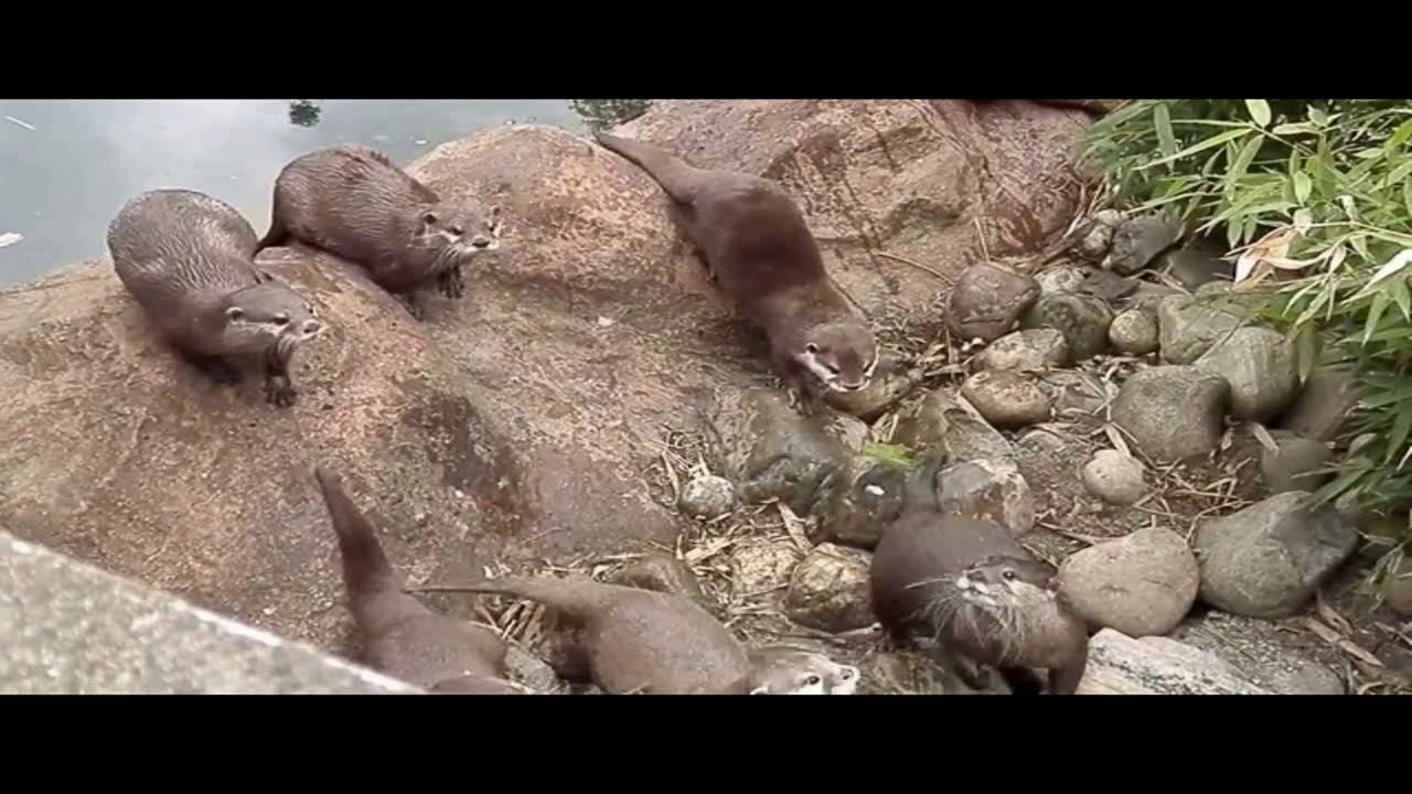 Otter Messer: Das Kalan (kr&auml;ftiges und robustes Taschenmesser aus Solingen)