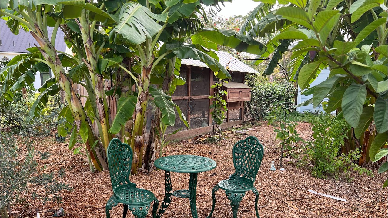 Full tour of our Organic Food Forest, 100 + edible plants, one year later! Zone 10b Jupiter Florida