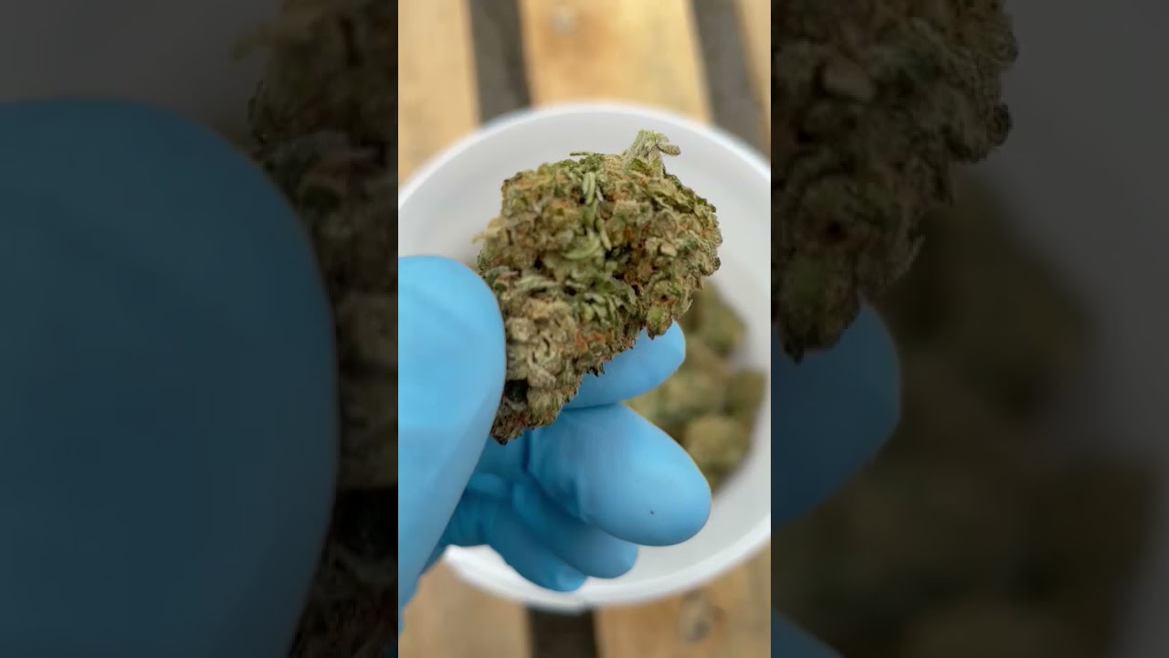 Amnesia Bio CBD culture Hydroponique, une qualit&eacute; d'exception !!