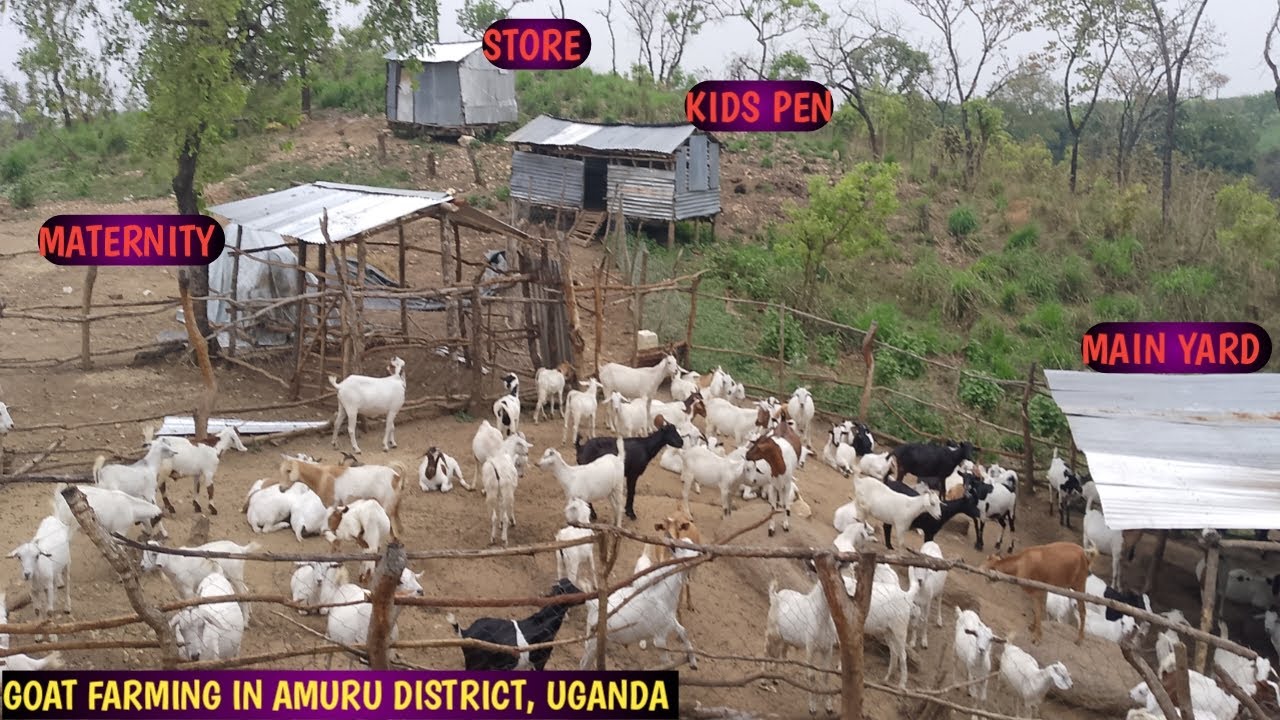 How I Built a Thriving Goat Farm in Arid Northern Uganda