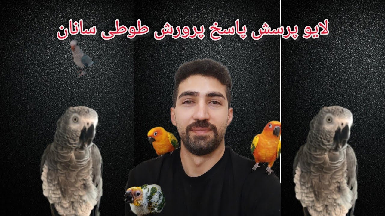 لایو پرسش پاسخ پرورش طوطی سانان و درآمدزایی از پرورش پرنده و سود پرورش