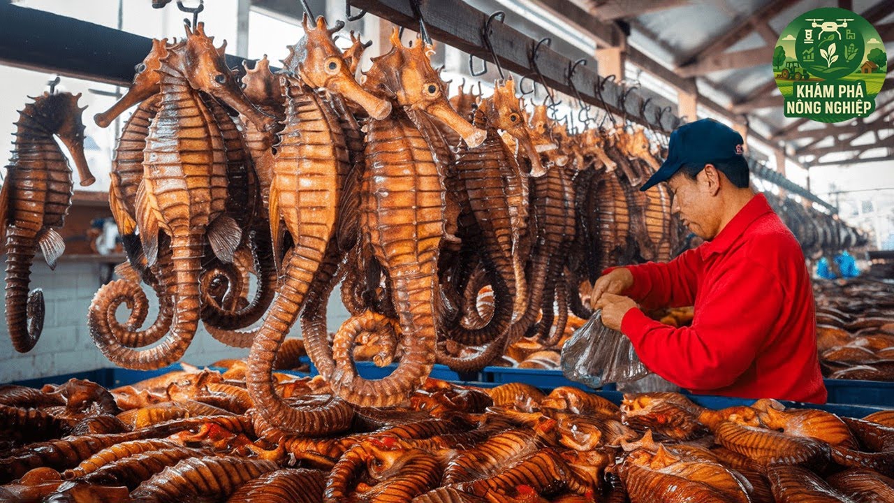 Cá Ngựa Triệu Đô – Cách Nuôi & Chế Biến Loài Cá Quý Hiếm Thành Dược Liệu Triệu Đô!