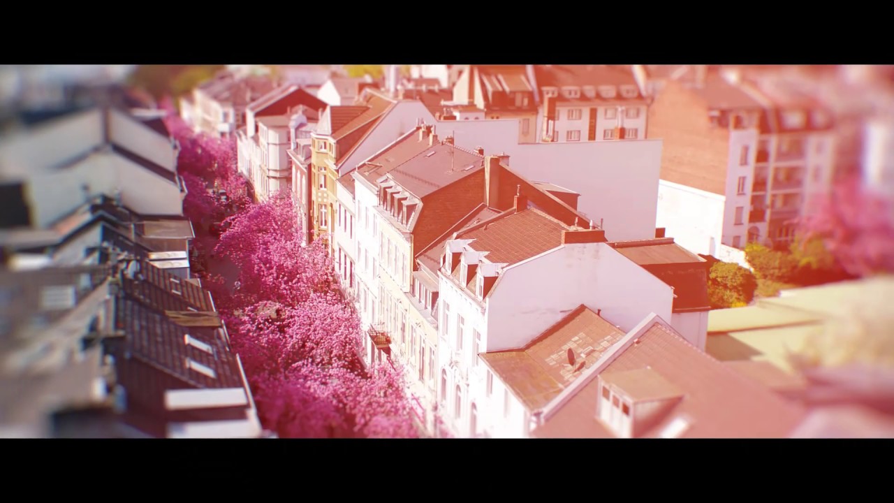 Kirschbl&uuml;ten Cherry Blossem Bonn Heerstr 2019 Airpicture Luftaufnahmen Kopter in Bonn