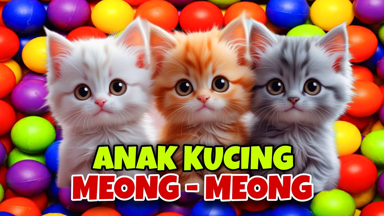 KUCING LUCU MEONG MEONG 😻❤ ANAK KUCING MEONG MEONG ‼️ #meongmeong 