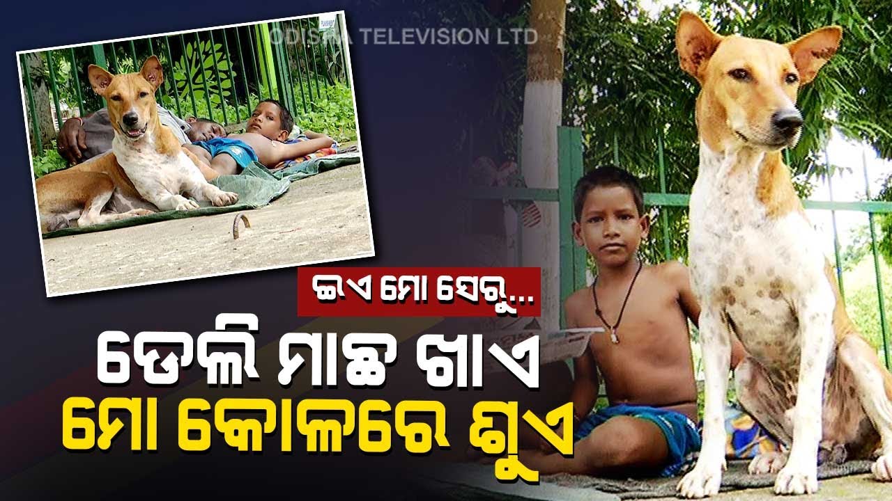 Special Story | Human-Animal Special Bonding Amid COVID Crisis | A Speical OTV Report