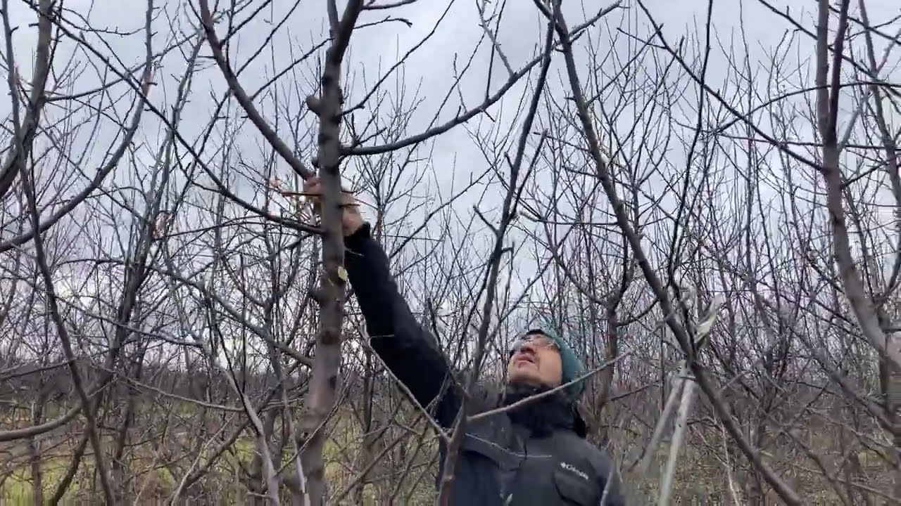 ÚJRATERVEZÉS! Intenzív alma helyrehozó metszés 2022 JANUÁR