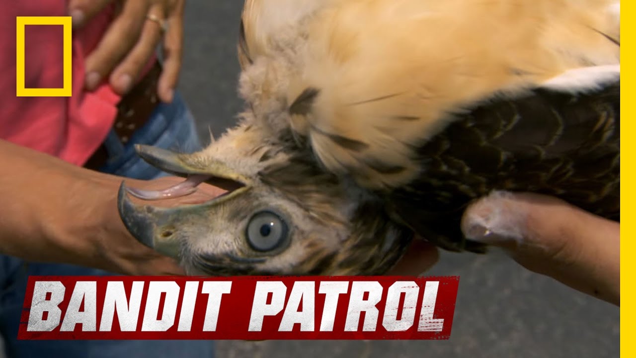 Red-Tailed Hawk Down | Bandit Patrol
