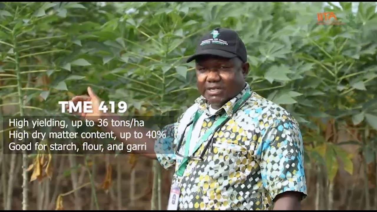 Cassava Matters Episode 12  - Cassava Varieties (TME 419)