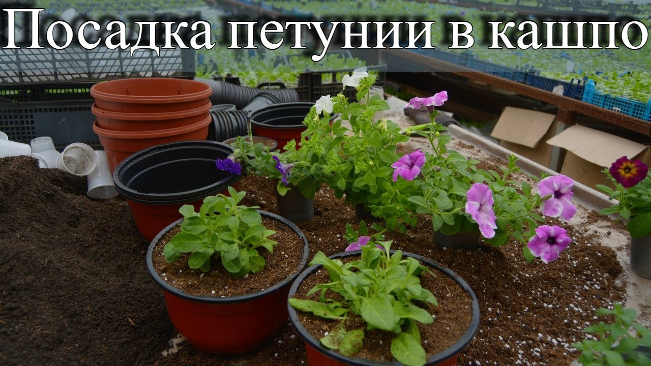 Показываем и рассказываем как мы сажаем петунию в кашпо