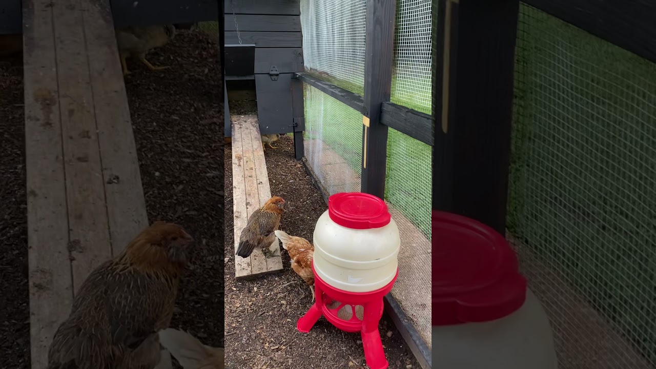 Keeping goats and chickens together
