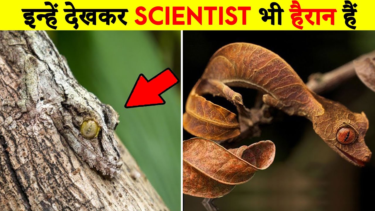 Top 10 Invisible Animals In The World | Transparent Animals