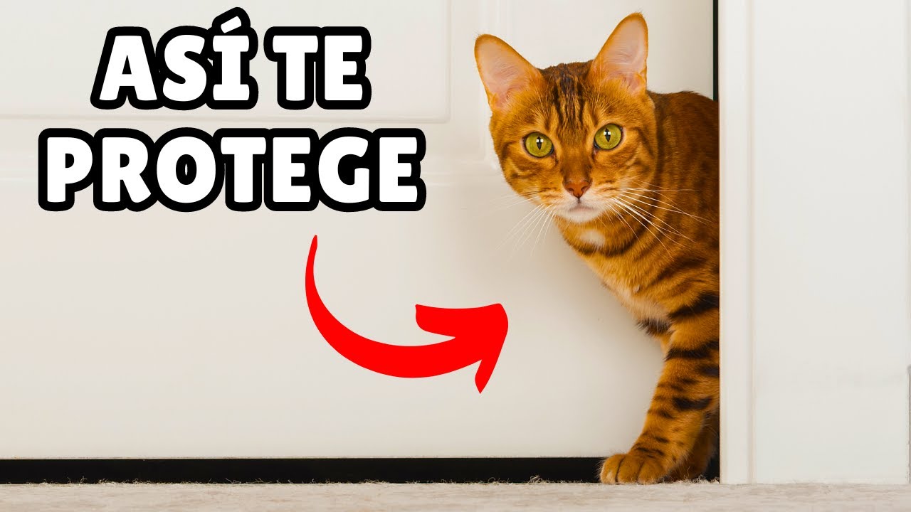 10 COSAS que tu gato hace para PROTEGERTE a ti y a tu hogar