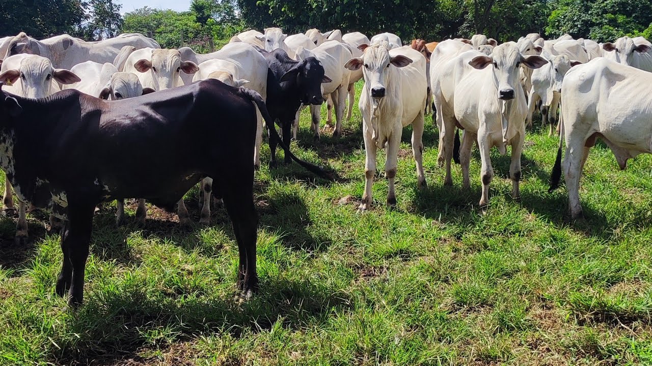 Vida na fazenda, comida caseira, rebanho leiteiro,represa pra pescar os brague só alegria....🙌
